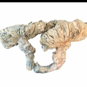 Mexican Dutch King MDK