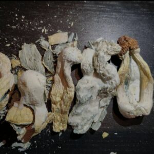 Buy B Plus Cubensis Strain Online
