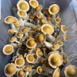 Buy Transkei Cubensis
