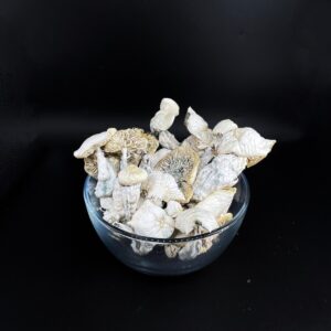 True Albino Teacher Magic Mushrooms