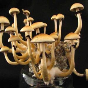 Buy Mazatapec Online