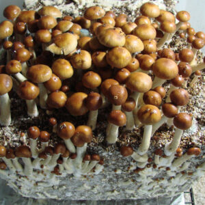 Mazatapec Magic Mushroom On Sale