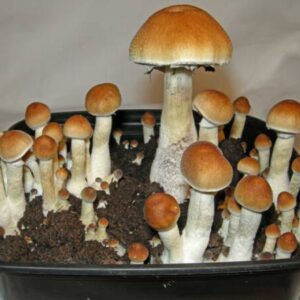 Buy Z Strain Psilocybe Cubensis