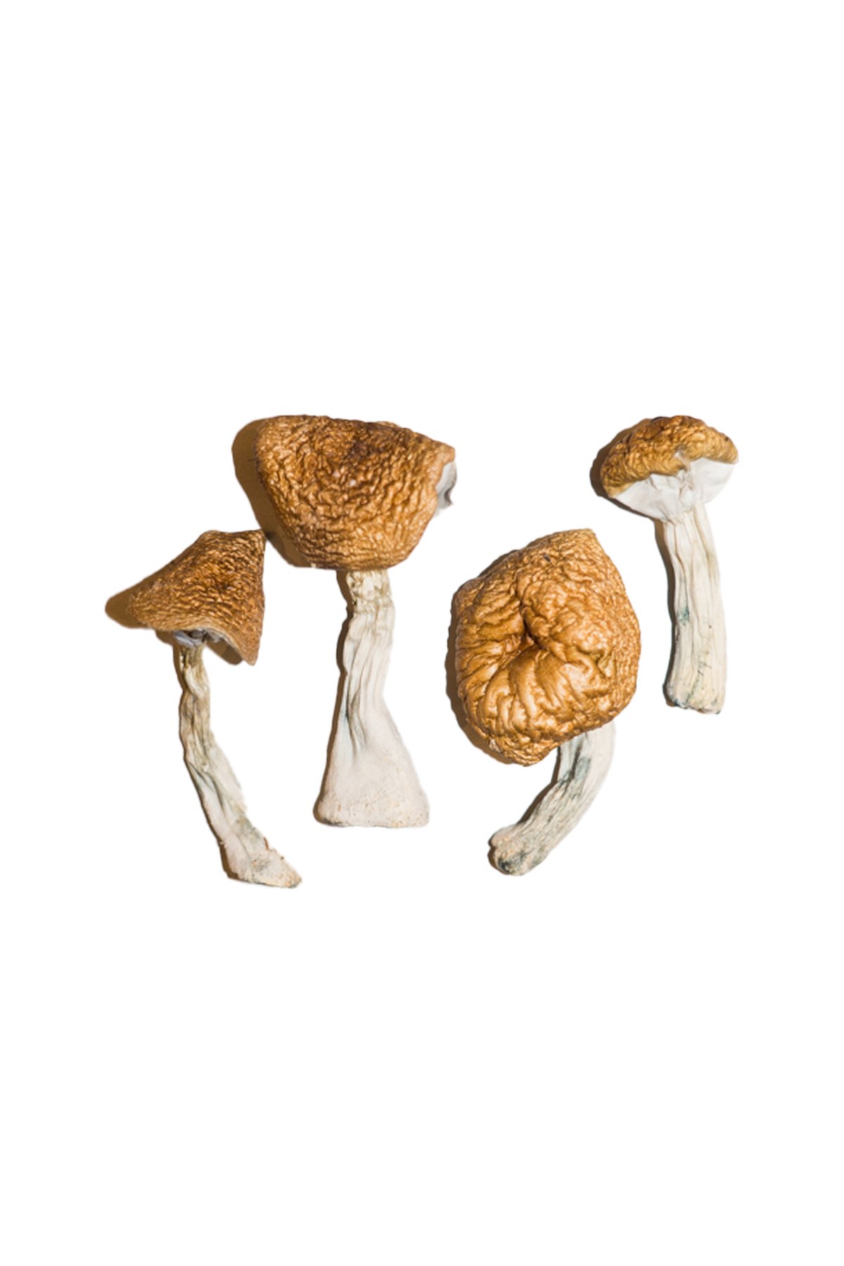 Burmese-Magic-Mushrooms-2.jpg Burmese Mushroom