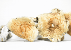 Buy Cambodian Magic Mushroom