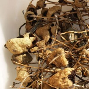 Buy Psilocybe semilanceata