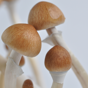 b__mushrooms.png Buy B+ Magic Mushroom