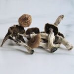 Mazatapec magic mushroom