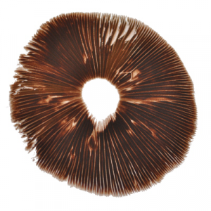 Red boy Psilocybe spore print